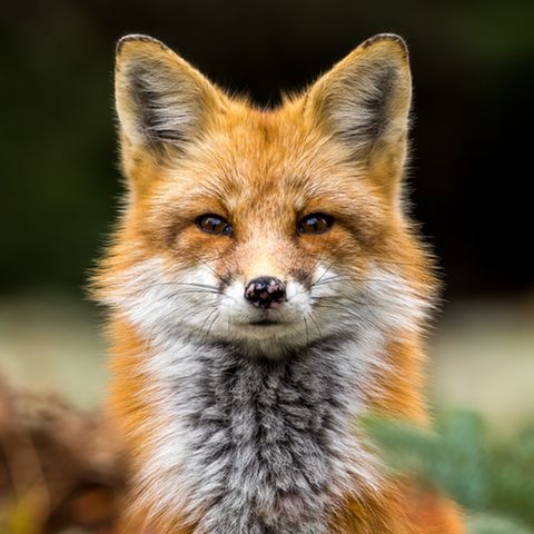 Krafttier Fuchs: Das zeichnet das Seelentier aus