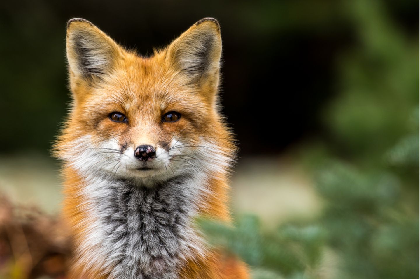 Krafttier Fuchs: Das zeichnet das Seelentier aus