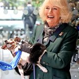 Anlässlich der Eröffnung eines neuen Hundezwingers besucht Herzogin Camilla das Tierheim "Battersea Cats and Dogs Home" westlich von London. Dort soll sie eigentlich als Schirmherrin eine Gedenktafel enthüllen - doch das läuft anders als geplant. Denn Jack Russell-Hündin Beth, die beim Termin mit dabei sein darf, übernimmt kurzerhand Camillas Job und schnappt sich das Tuch. Der Grund: An dem Band ist ein Würstchen angebracht. Da kann Camillas Hündchen natürlich nicht widerstehen, will es aber auch nicht mehr loslassen. Die Herzogin nimmts mit Humor.