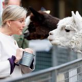 Gräfin Sophie von Wessex besucht die "Vauxhall City Farm" im Rahmen des Beginn de Black History Months in London und freundet sich mit diesem flauschigen Alpaka an. 