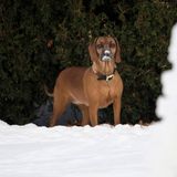 Ach, da steckt ja noch ein Royal. König Carl Gustafs Hund Brandie ist auch beim Ausflug in den Schnee dabei. 