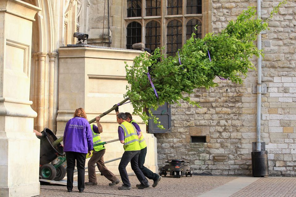 Prinz William + Herzogin Catherine : Bäume werden vor der Royal Wedding in die Westminster Abbey gebracht. Bäume werden vor der Royal Wedding in die Westminster Abbey gebracht.