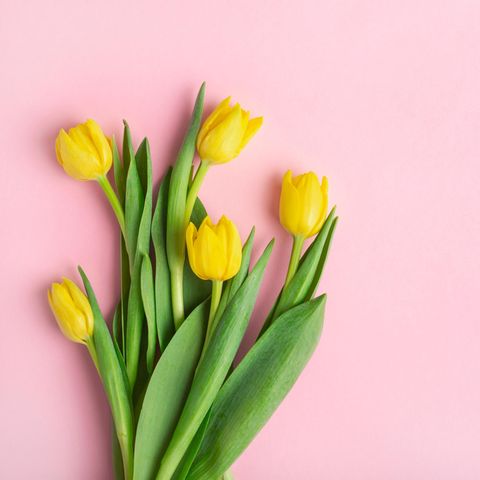 Tulpen länger frisch halten: Strauß gelber Tulpen