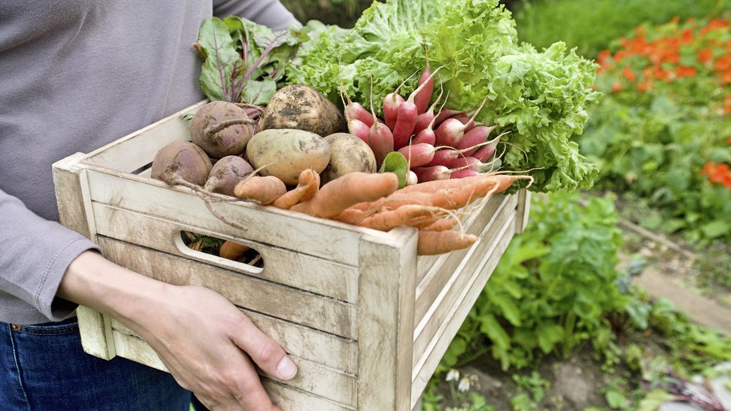 Gartenarbeit So gelingt der eigene Gemüsegarten Schritt für Schritt
