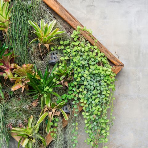 Vertikaler Garten für den Balkon: So klappt Gärtnern auf wenig Raum