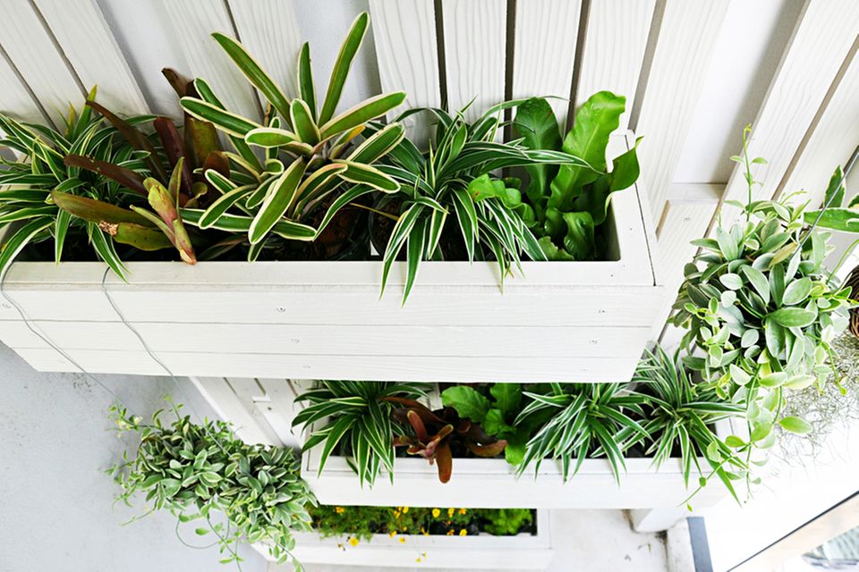 Vertikaler Garten für den Balkon: So klappt Gärtnern auf wenig Raum