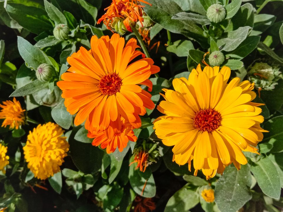 Geburtsblume: Welche ist Ihre? Geburtsblume: Welche ist Ihre?