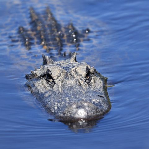 Alligator schwimmt im Wasser