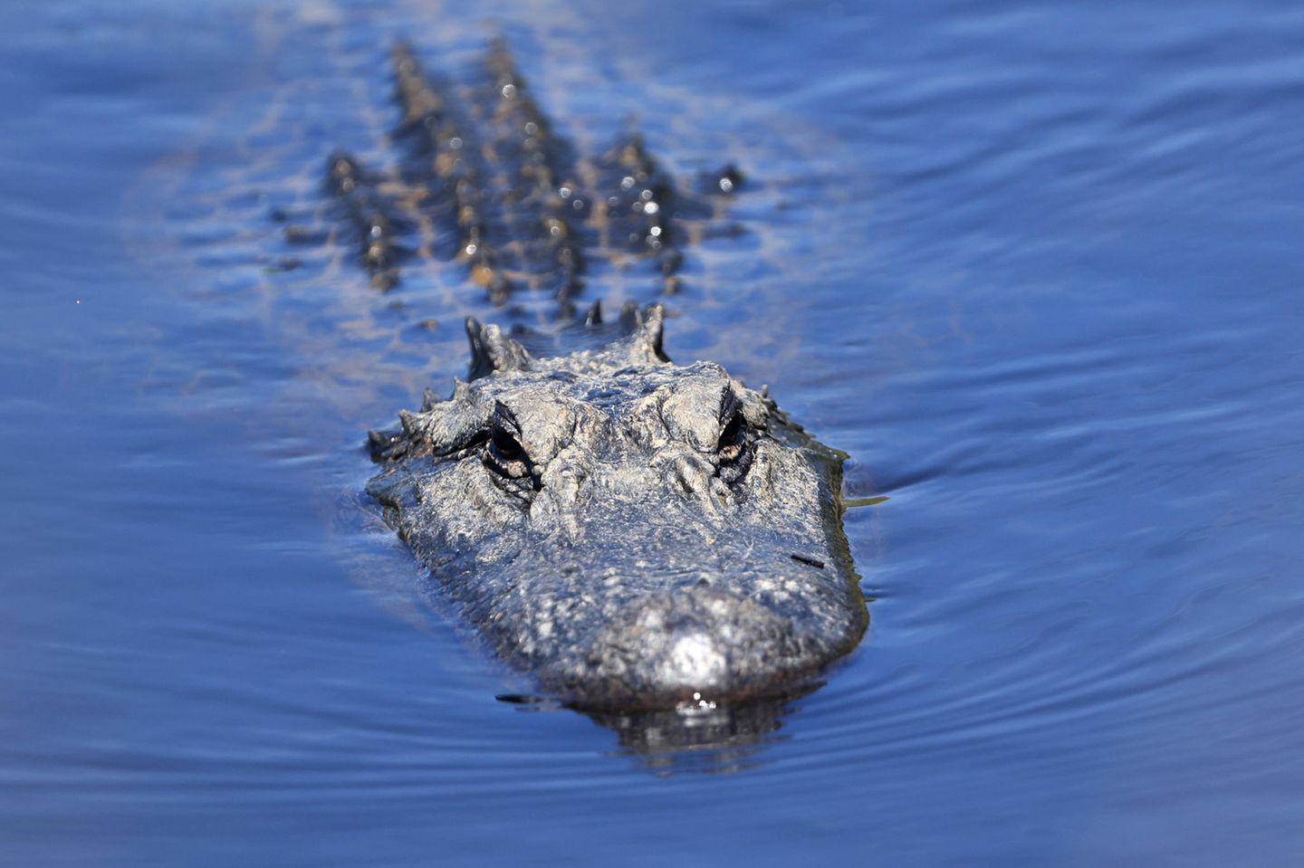 Alligator schwimmt im Wasser