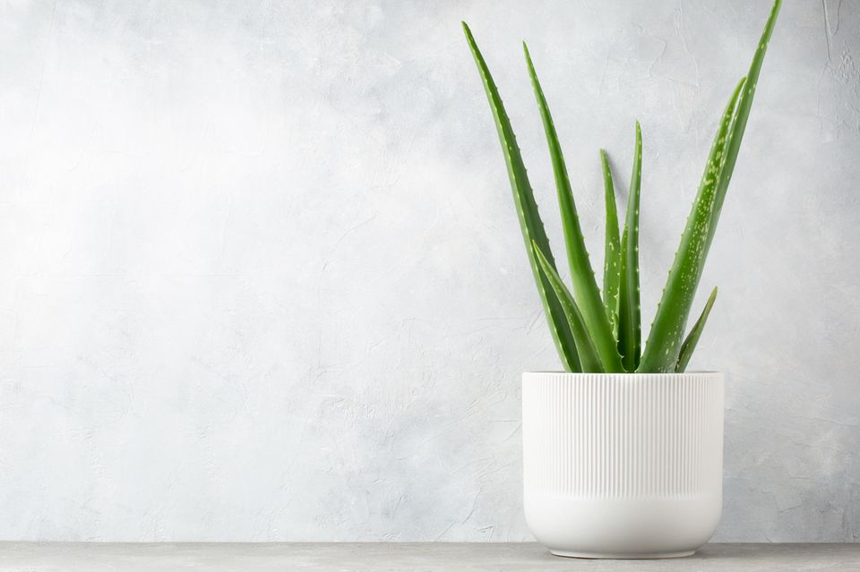 Kaktus-Hypen: Die können mehr als piksen Hautpflege: Aloe vera in einem Bluemntopf