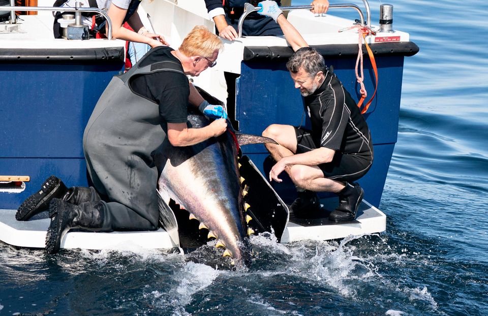 Es kann losgehen! Der große Thunfisch wird von der Crew an Board geholt und für die Markierung vorbereitet. Prinz Frederik beobachtet fasziniert die geschickten Handgriffe des "DTU Aqua im Skagerag" Mitarbeiters. Es kann losgehen! Der große Thunfisch wird von der Crew an Board geholt und für die Markierung vorbereitet. Prinz Frederik beobachtet fasziniert die geschickten Handgriffe des "DTU Aqua im Skagerag" Mitarbeiters.