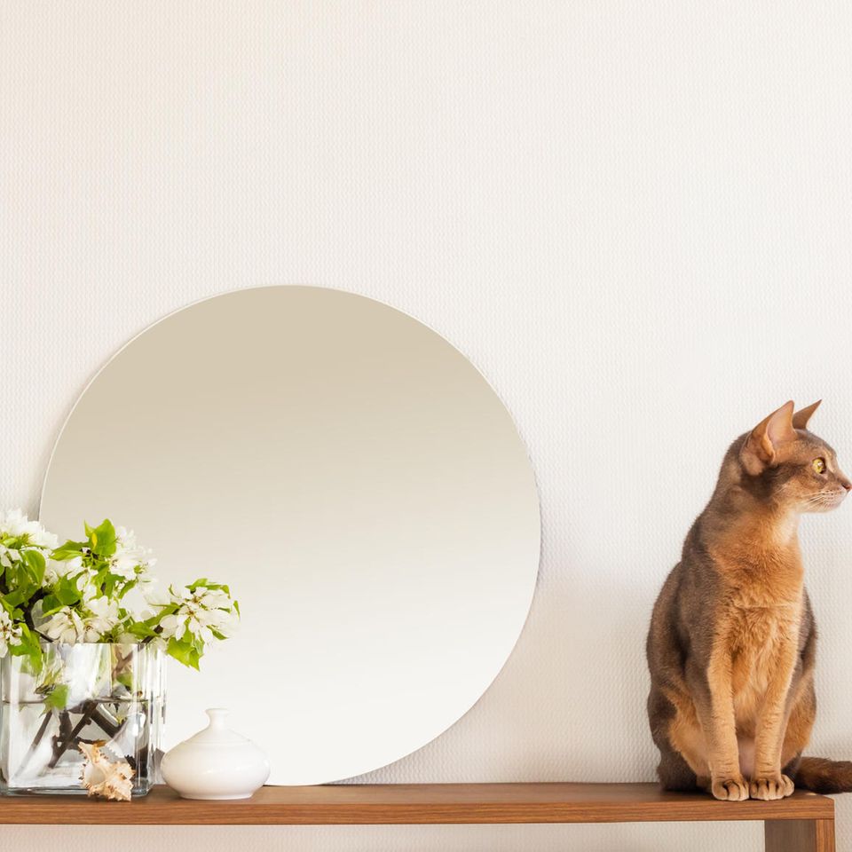 Minimalist interior design with a cat: this is how your interior design reflects your personality