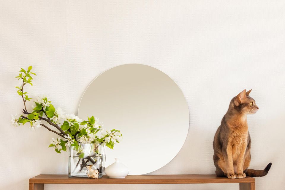 Minimalistisches Interior Design mit Katze: So lässt Ihre Einrichtung auf Ihre Persönlichkeit schließen