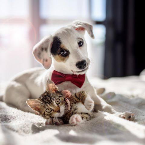 Katze und Hund auf dem Bett: Was Ihr Lieblingstier über Ihre Persönlichkeit verrät