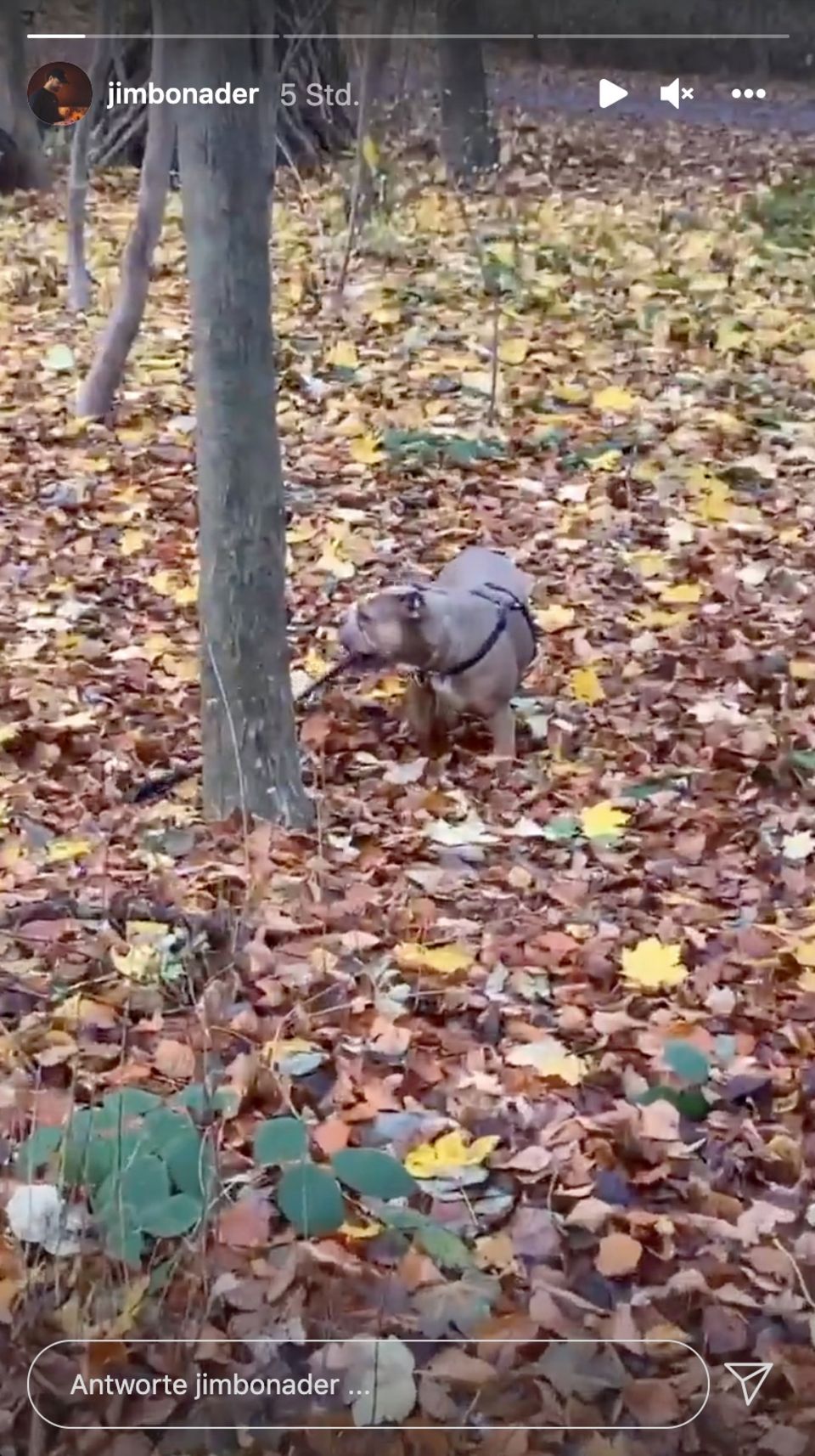 Jimi Blue Ochsenknecht teilt in seiner Instagram Story ein Video vom Spaziergang mit Yeliz Koc' Hund