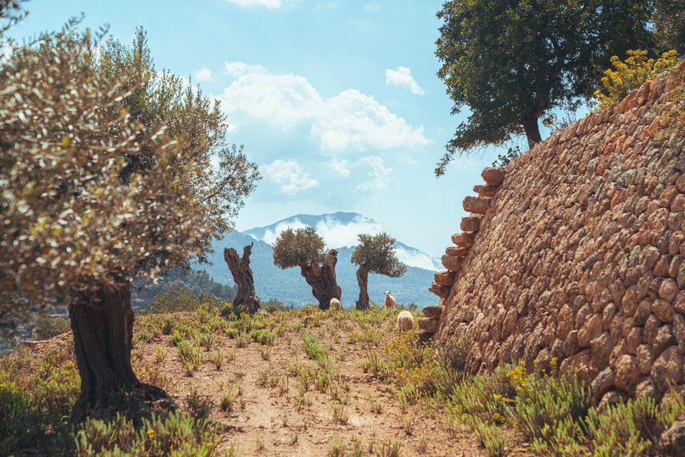 Mallorca: Olivenhain Olivenhain