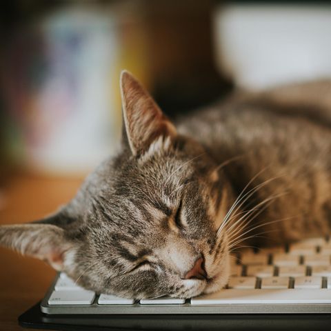 Schlafende Katze auf Tastatur | Fat-Cat-Syndrom: Wie das Mindset einer zufriedenen Katze Erfolge verhindern kann