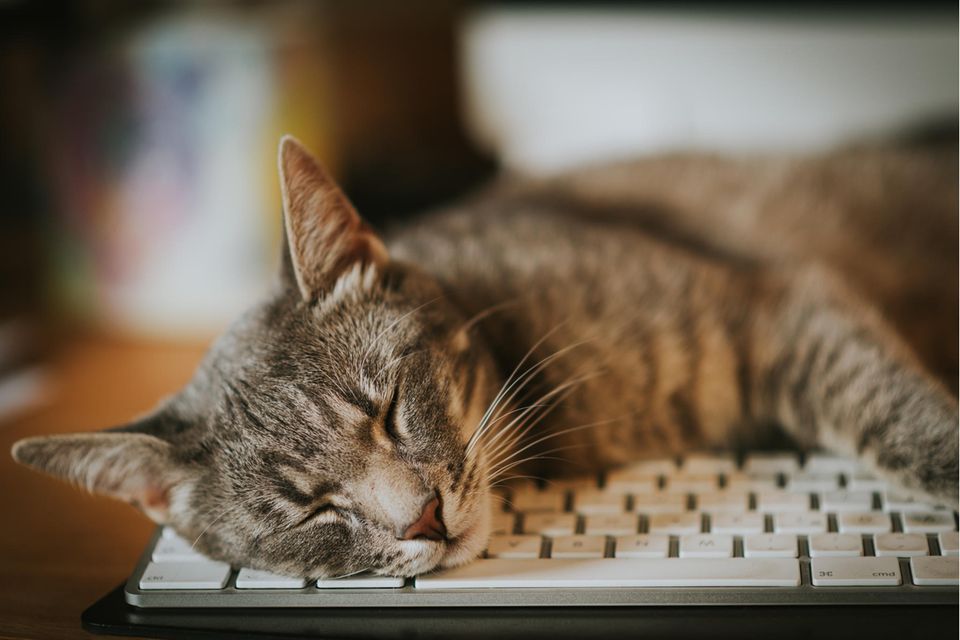 Schlafende Katze auf Tastatur | Fat-Cat-Syndrom: Wie das Mindset einer zufriedenen Katze Erfolge verhindern kann