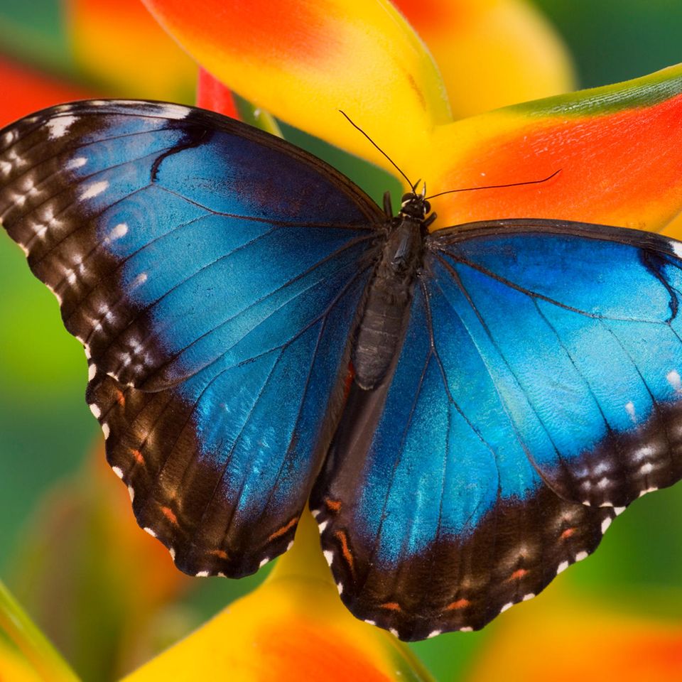 Persönlichkeitstest: Die Wahl des Schmetterlings offenbart dir eine Seite