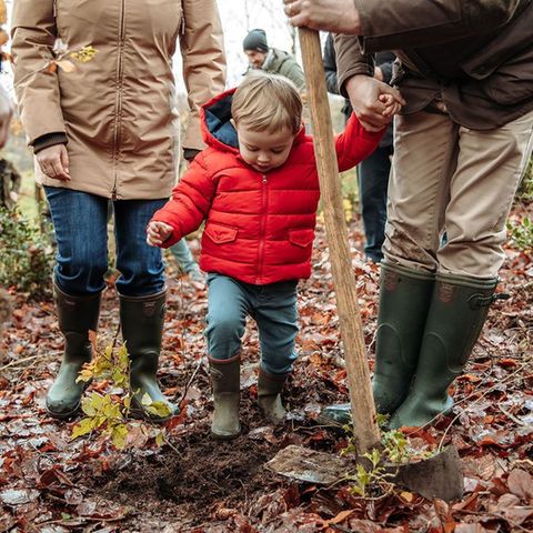 Zusammen mit der Umweltinitiative "Fondatioun Hëllef fir d'Natur" pflanzen die Luxemburg-Royals in der Gemeinde Fischbach 50 Buchen, und Prinz Charles ist mit vollem Einsatz dabei.