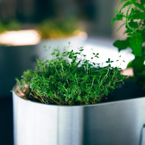 Indoor-Garten mit praktischem Smart Garden System