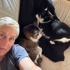 Cat Content: Ellen DeGeneres mit Katzen