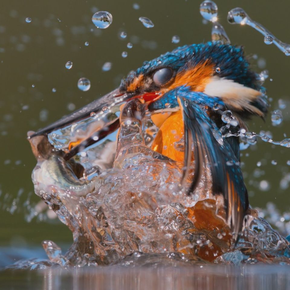 Aus "Unser Planet": Ein Eisvogel taucht aus einem Fluss mit seinem Fang auf.