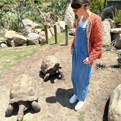 Katherine Schwarzenegger outet sich auf Instagram als Fan von Schildkröten: "Gestern habe ich festgestellt, dass ich ein Schildkrötenfreund bin! Wir hatten die beste Zeit bei der @turtleconservancy und wow, sie leisten unglaubliche Arbeit zum Schutz bedrohter Schildkröten und Landschildkröten auf der ganzen Welt. Mehr als die Hälfte ihrer über 300 Arten sind vom Aussterben bedroht. Es sind so erstaunliche Geschöpfe".