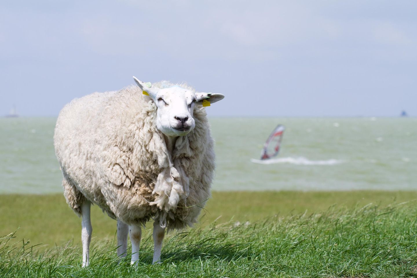 Ein Schaf steht auf einer Wiese im Wind