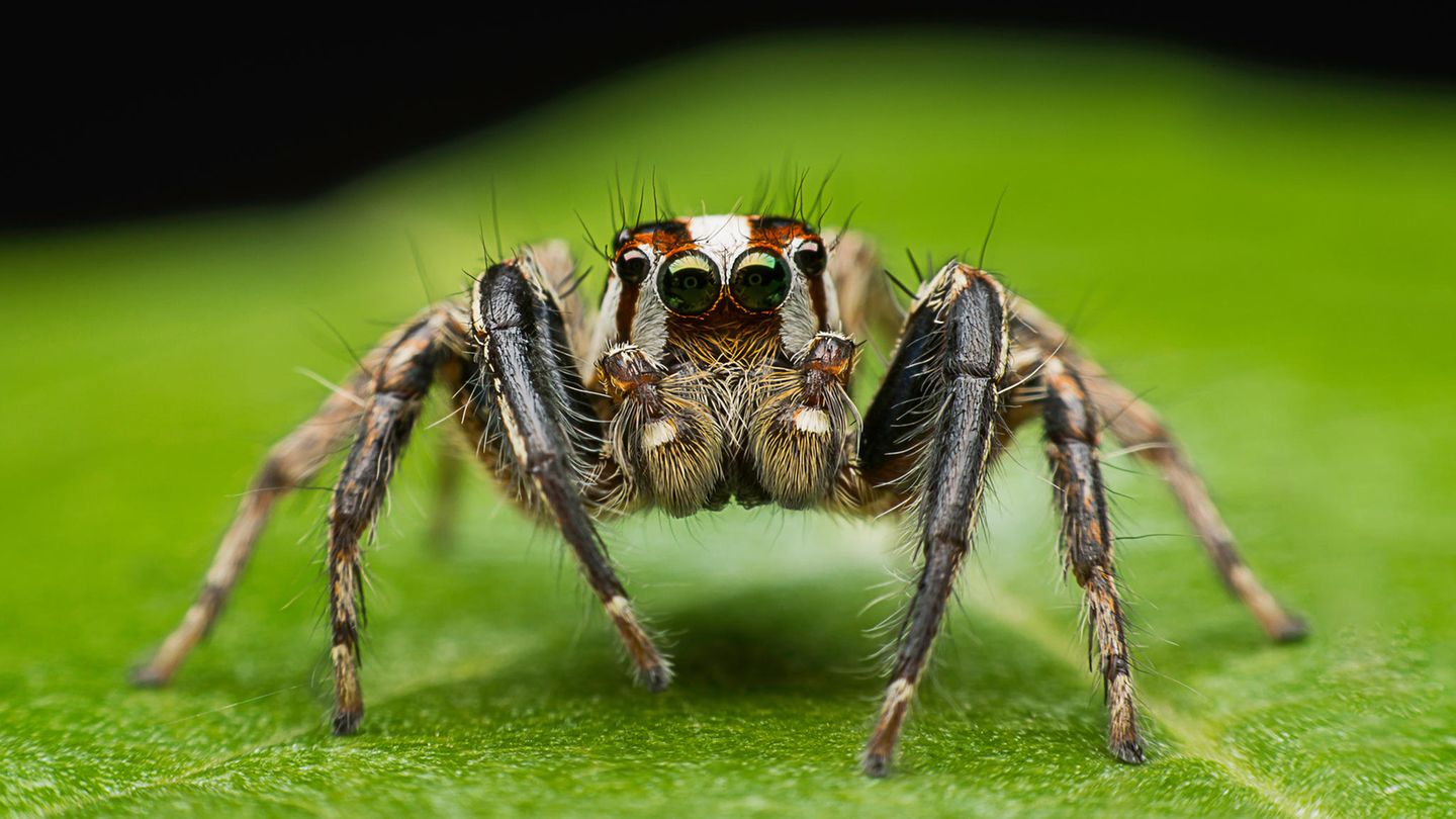 Traumdeutung Spinne: Was bedeutet das? | GALA.de