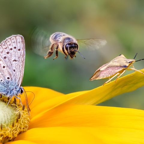 Schmetterlinge, Bienen, Käfer: Wichtig fürs Ökosystem, aber nervig für den Menschen.
