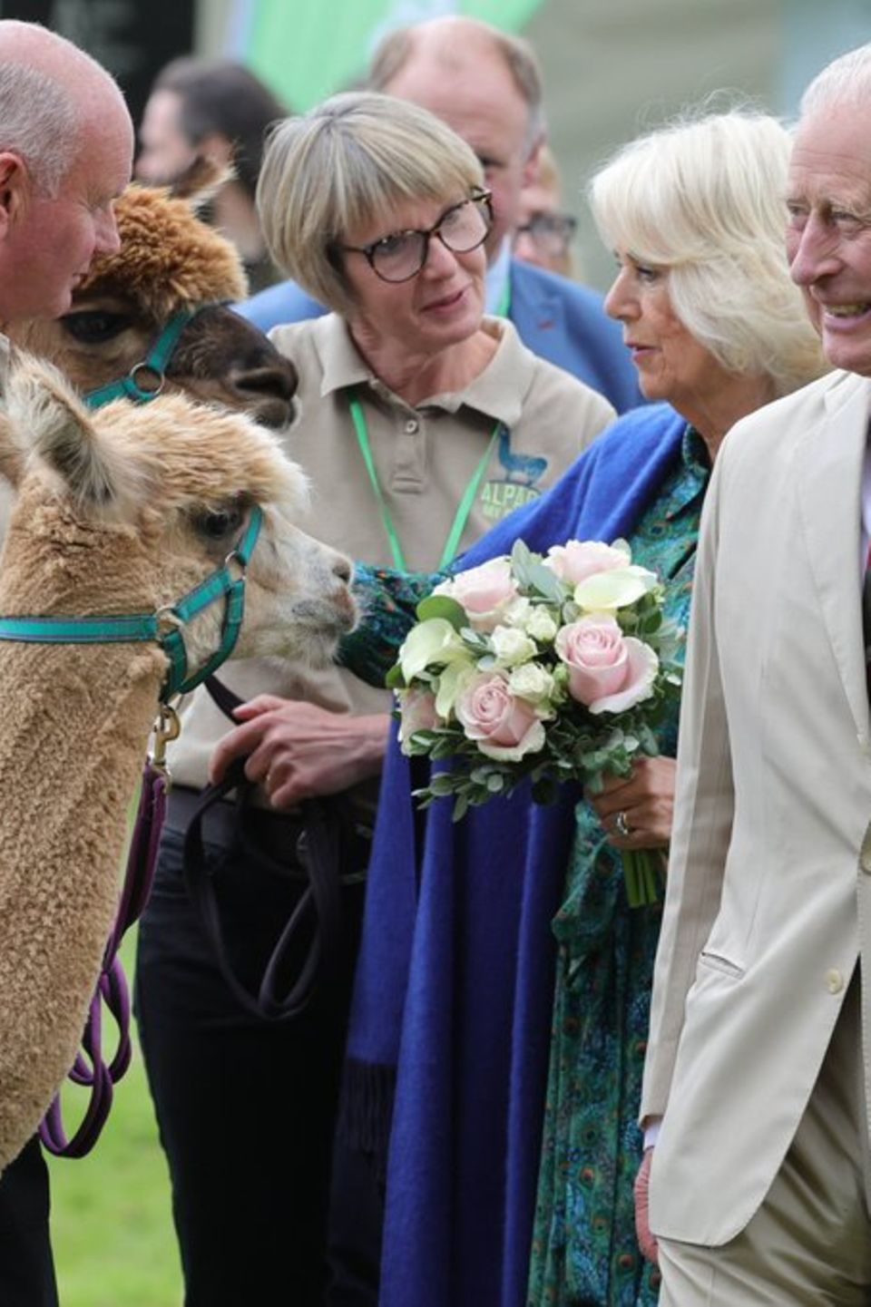 Königin Charles III., Königin Camilla und das Alpaka.