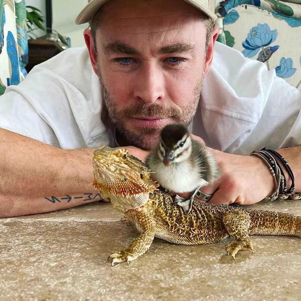 16. September 2023  Die Hemsworths haben anscheinend ein neues Familienmitglied. Das süße Entenküken versteht sich auch schon gut mit dem Familieneidechse, und Chris schaut den beiden bei diesem doch ziemlich ungewöhnlichen "Ritt" ganz fasziniert zu. 