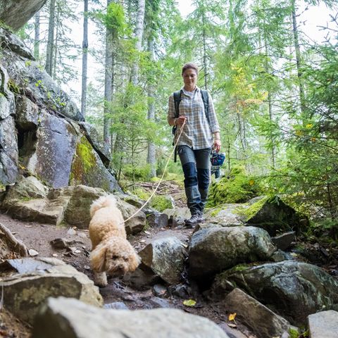 27. September 2023  Am Mittwoch packt Prinzessin Victoria wieder einmal die Wanderlust. Das Ziel für ihren Ausflug ist der für sein felsiges Gebiet bekannte Nationalpark Tiveden. Familienhund Rio darf sein royales Frauchen ebenfalls begleiten und zusammen erkundet das tierisch starke Duo die schöne Natur Schwedens. 