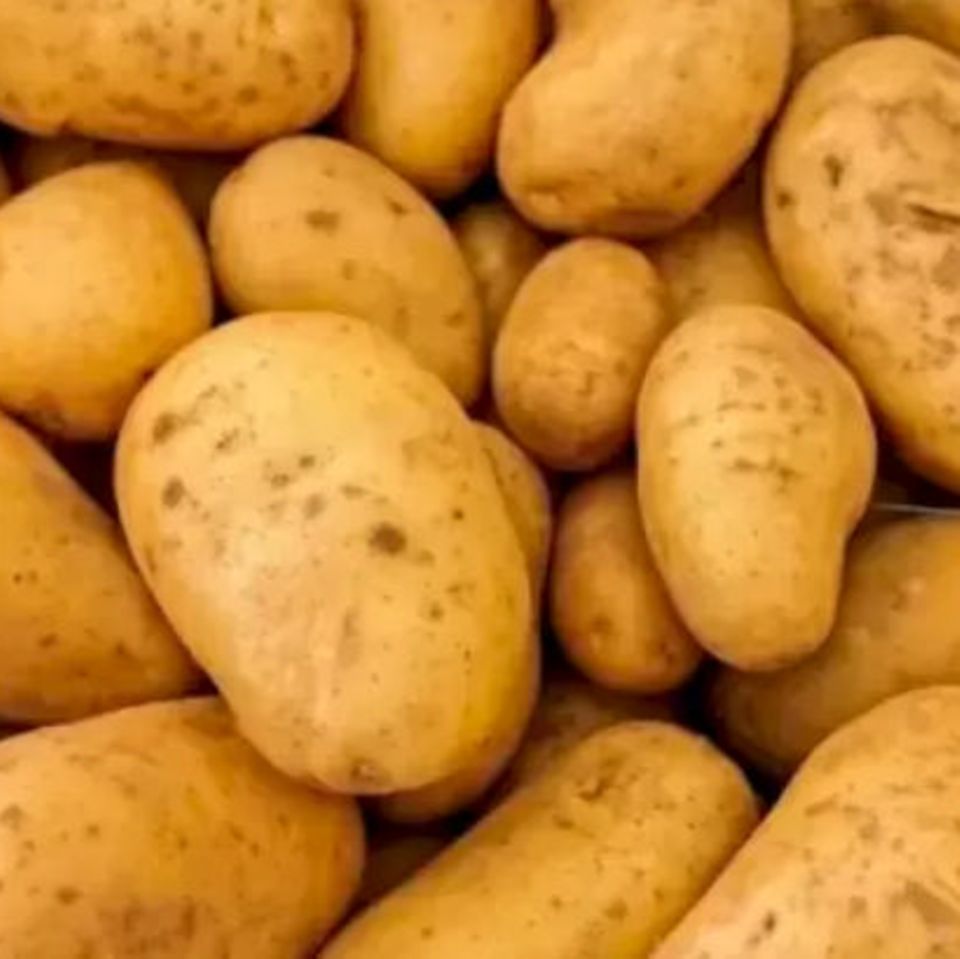 Suchbild: Wie schnell finden Sie die Nadel unter den Kartoffeln?