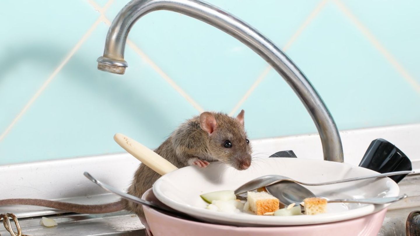 Mäuse vertreiben » Welche Mittel wirklich helfen