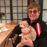 Cat Content: Elton John mit Katzen