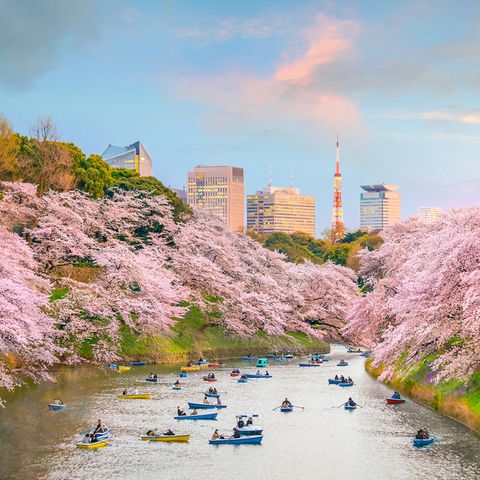 Beliebte Fotospots: Die schönsten Bilder der Kirschblüte Chidori-ga-fuchi Park