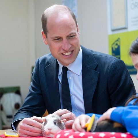 Prinz William hat am Donnerstag ein Meerschweinchen getroffen.