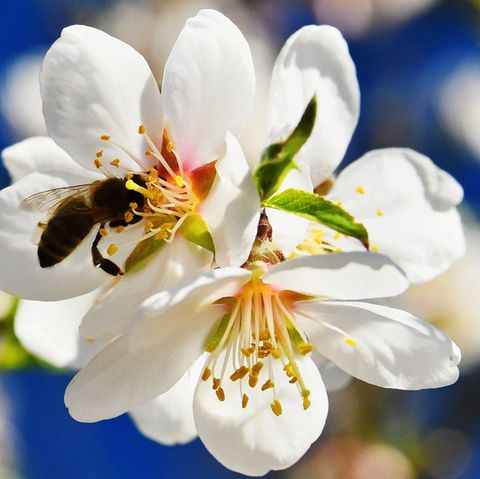 An bestimmten Blumen, Kräutern und Pflanzen fühlen sich Bienchen besonders wohl.