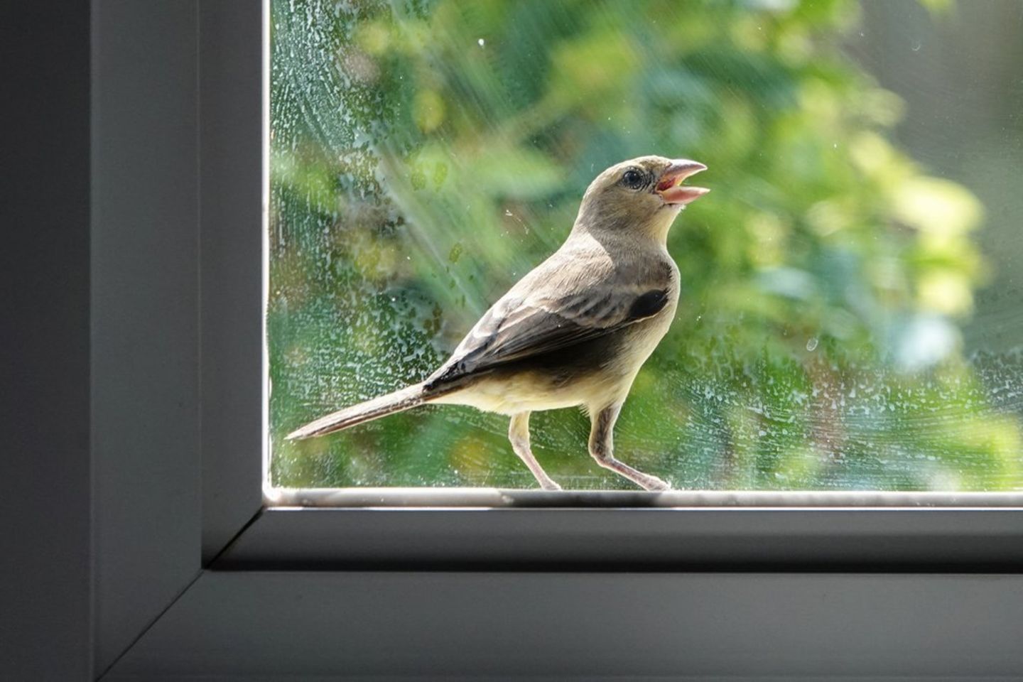 Vogelschutz So werden Fensterscheiben vogelsicher GALA.de
