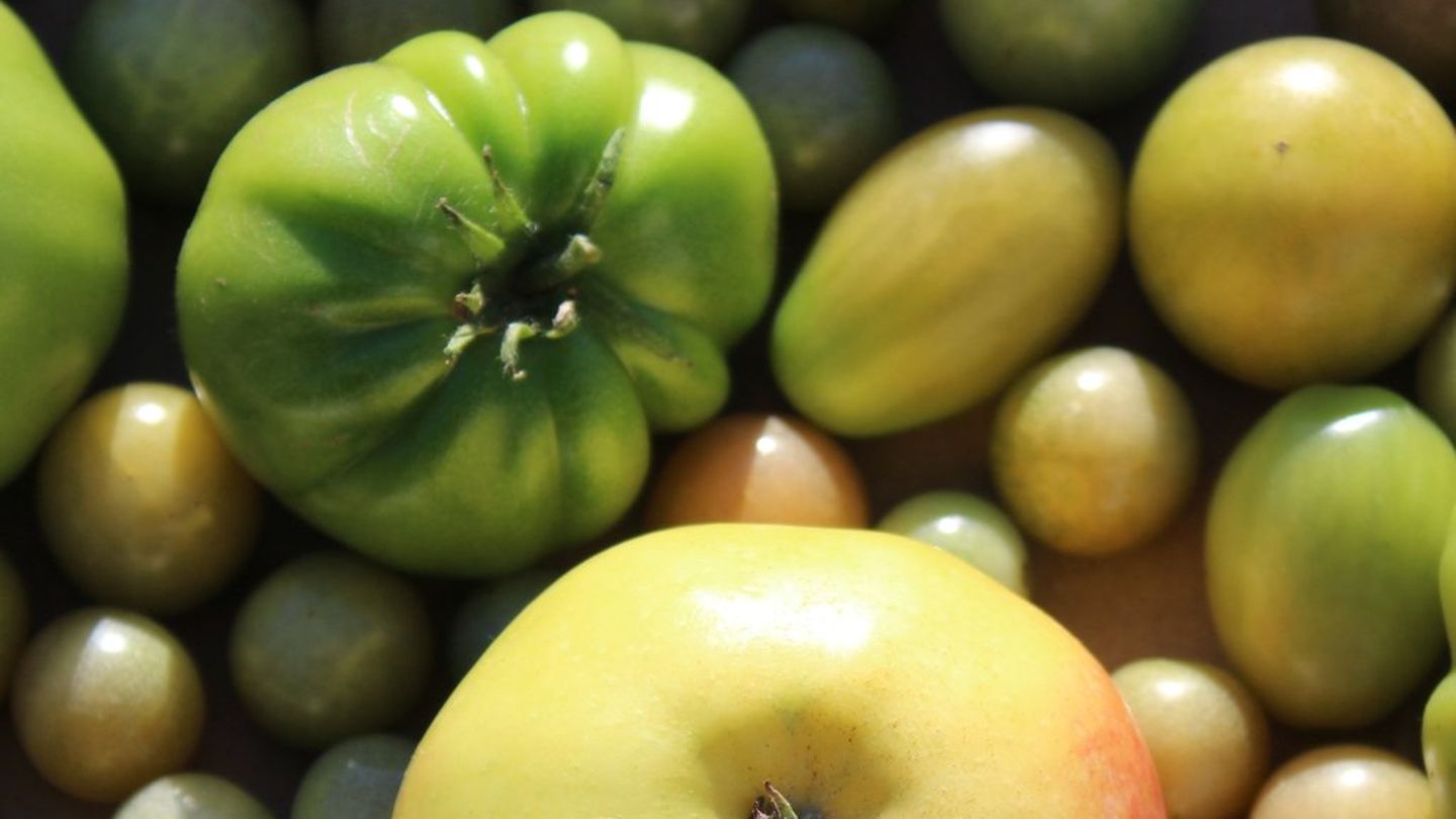 Der Sommer geht zu Ende: So lassen sich Tomaten nachreifen