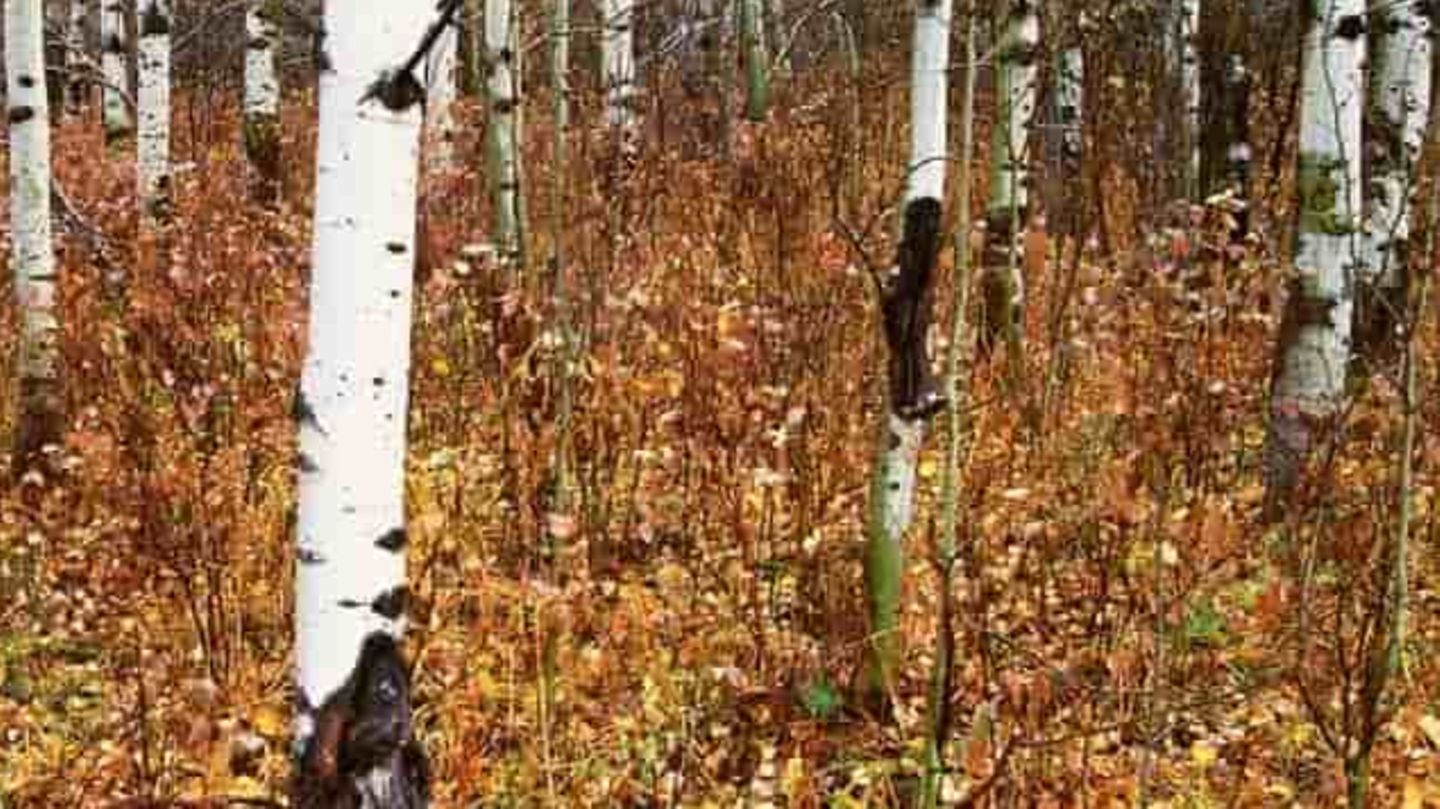 Suchbild: Nur echte Spürnasen können den Wolf im Herbstwald finden