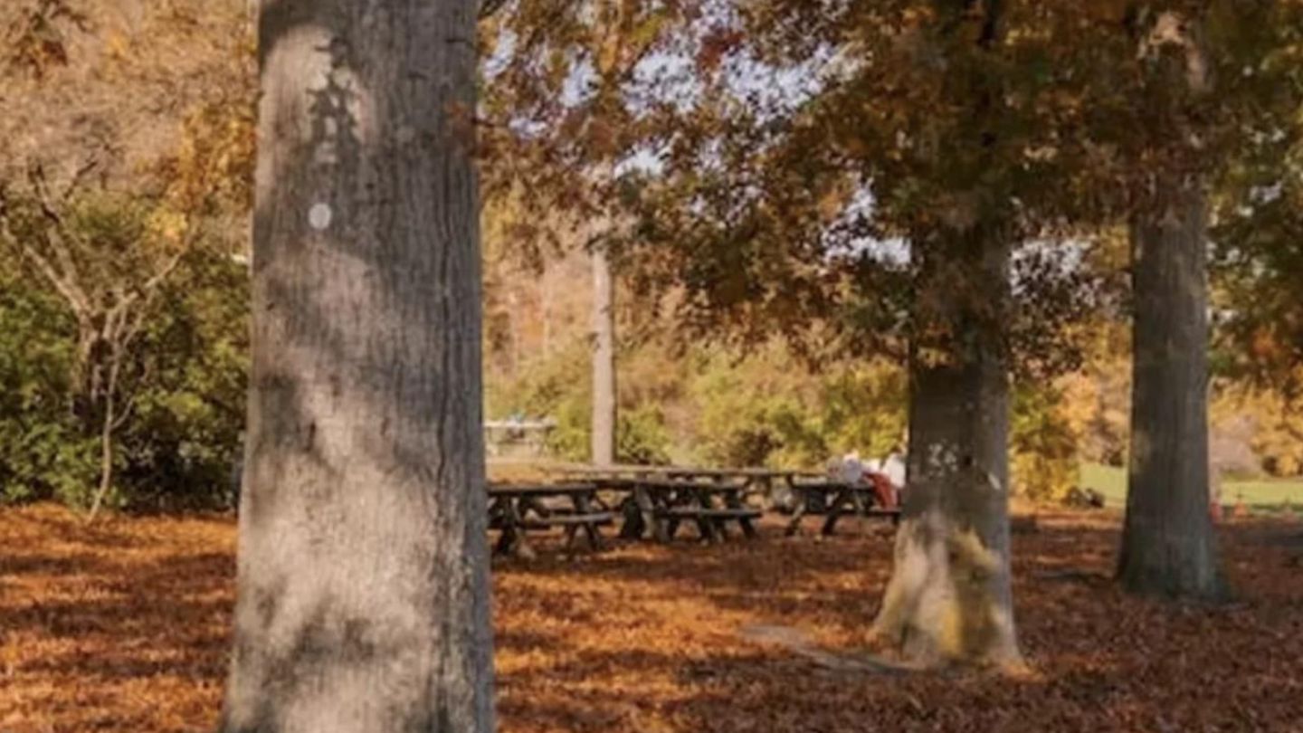 Suchbild: Nur Profis finden den Fuchs im Herbstwald innerhalb von 7 Sekunden