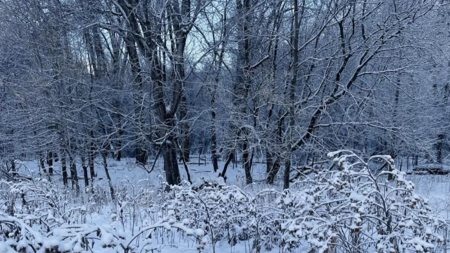 Winter-Suchbild: Nur 5% finden den Welpen in dieser Schneelandschaft