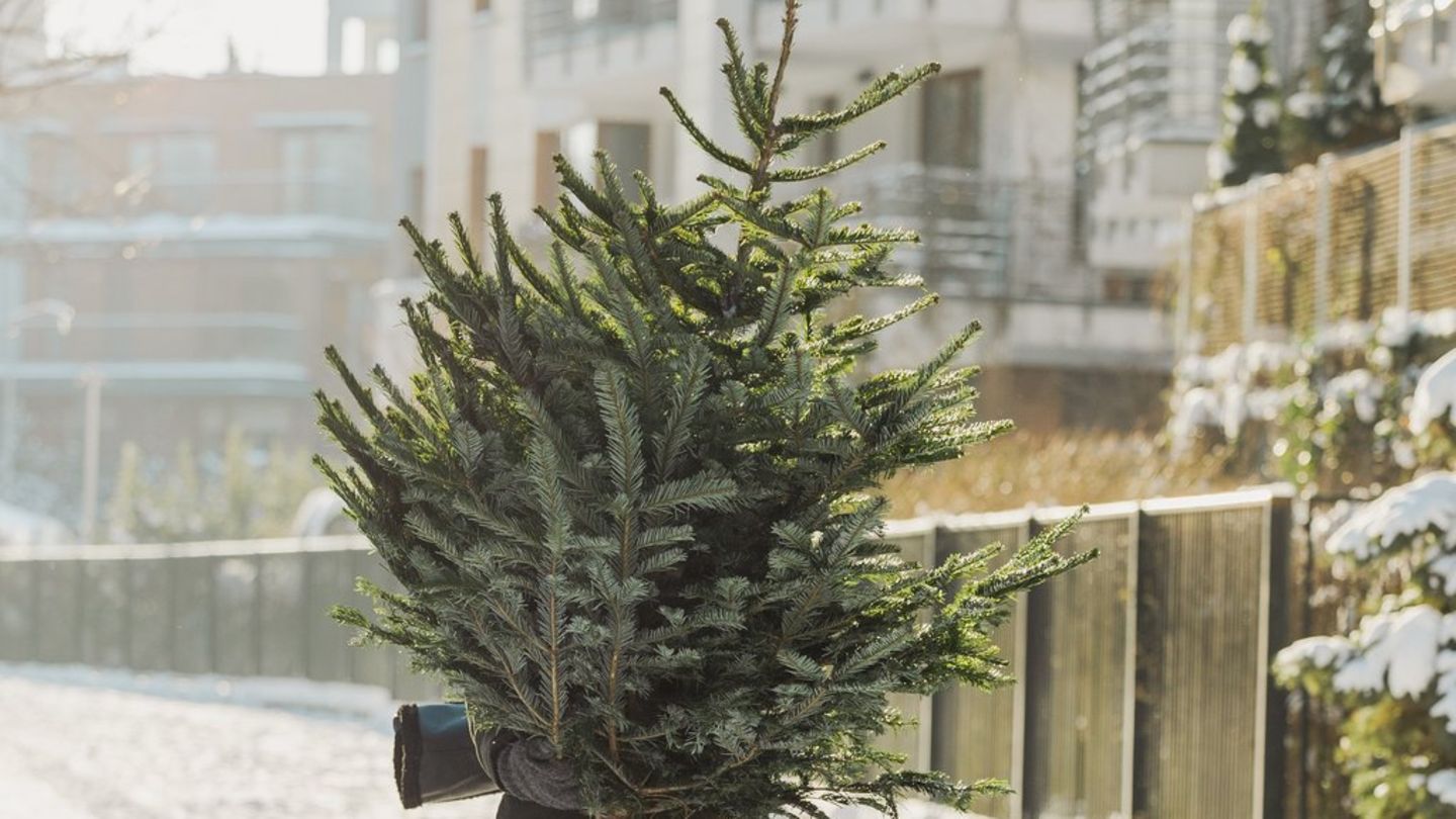 Weihnachtsbaum: Nachhaltige Ideen für die Festtage