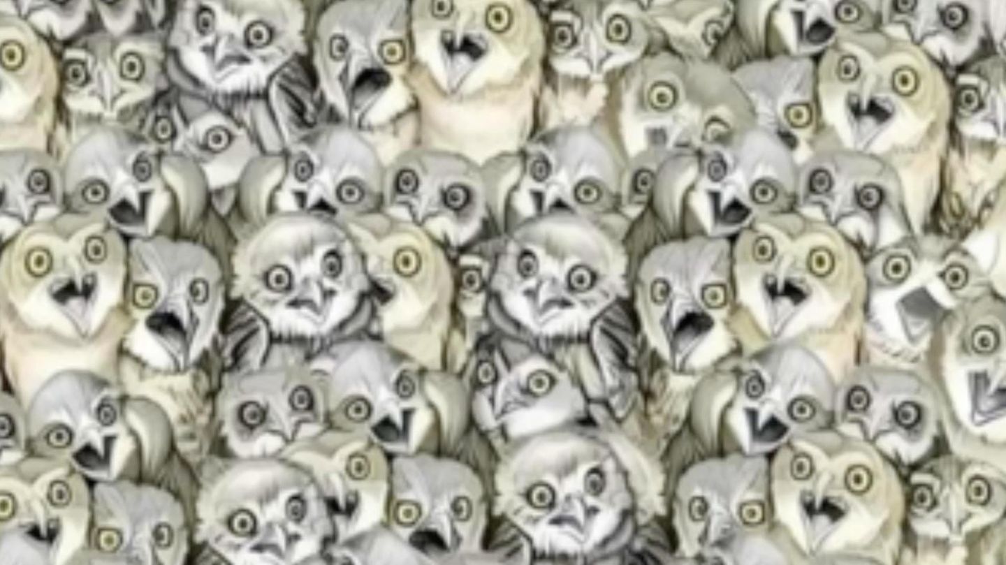 Suchbild: Jeder sieht die Nachtheulen – doch kaum jemand die versteckte Katze