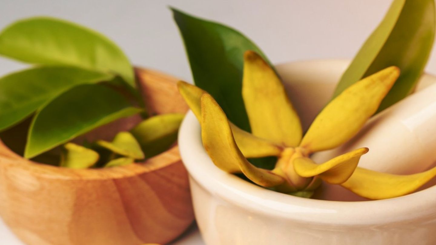 ashwagandha-das-bringen-die-nat-rlichen-stresskiller
