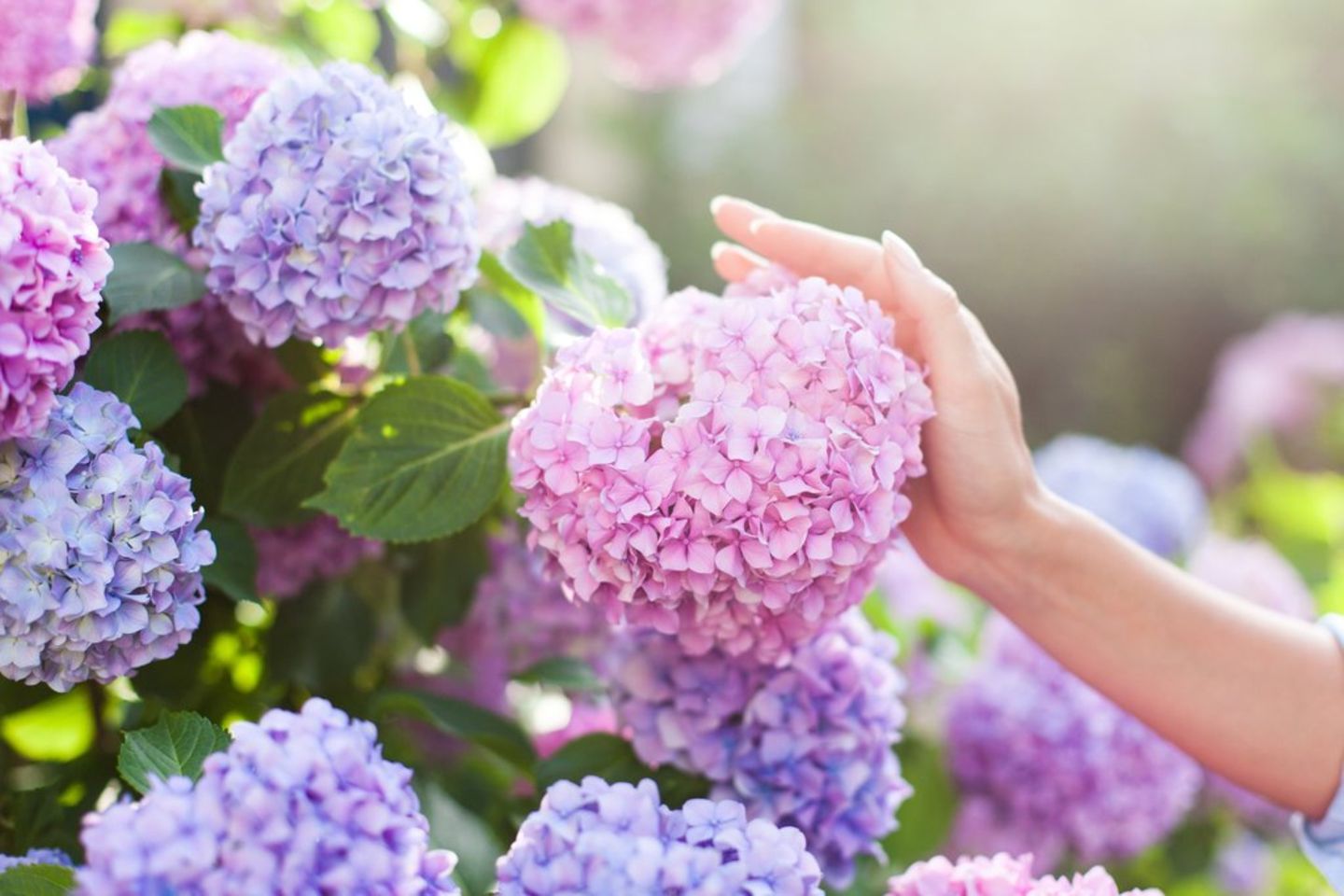 Hydrangea pflegen: Wie Hortensien ppig blhen | GALA.de