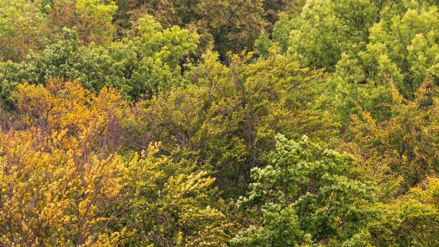 Grünes Thüringen: Besondere Parks im Freistaat